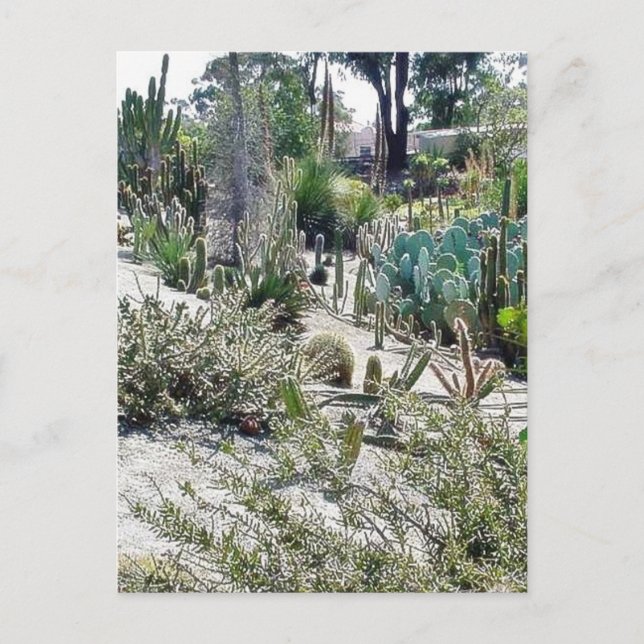 Cactus Garden At Balboa Park Postcard (Front)