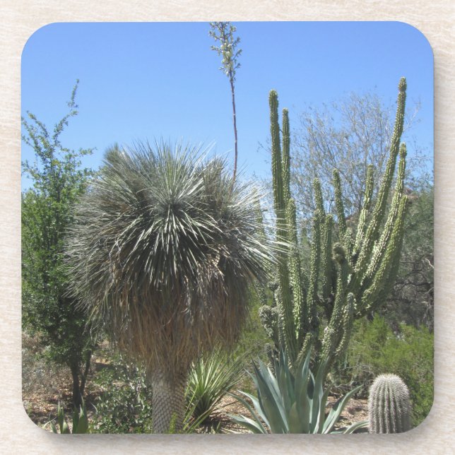 Cactus Garden Coaster (Front)