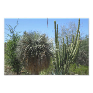 Cactus Garden Photo Print