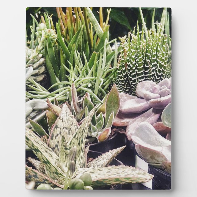 Cactus Garden Plaque (Front)