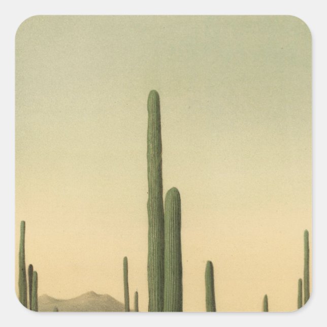 Cactus grove, Arizona Square Sticker (Front)