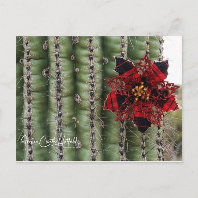 Cactus Holiday Postcard (Front)