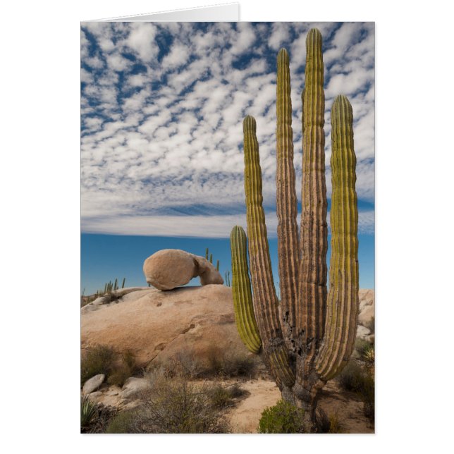 Cactus In Desert Scenic (Front)