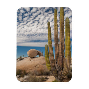 Cactus In Desert Scenic Magnet