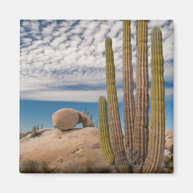 Cactus In Desert Scenic Magnet (Front)