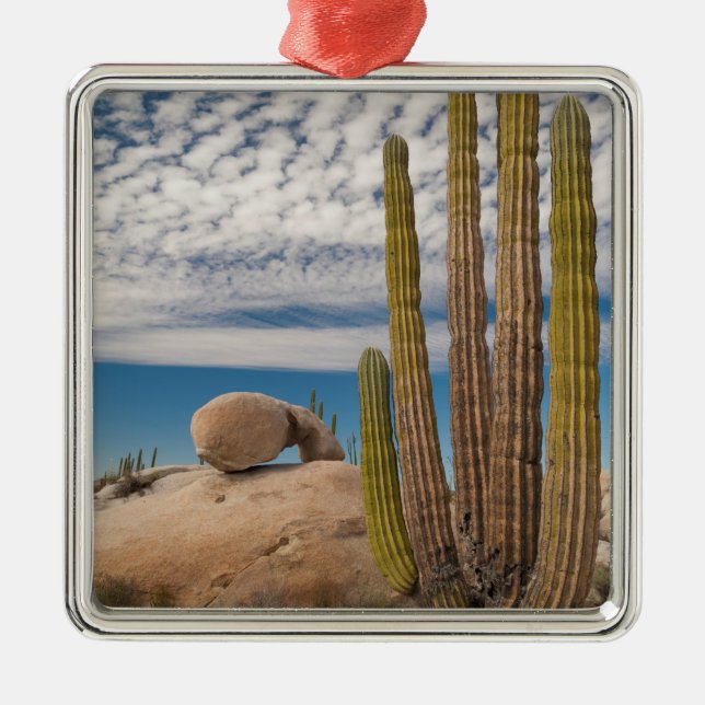 Cactus In Desert Scenic Metal Tree Decoration (Front)
