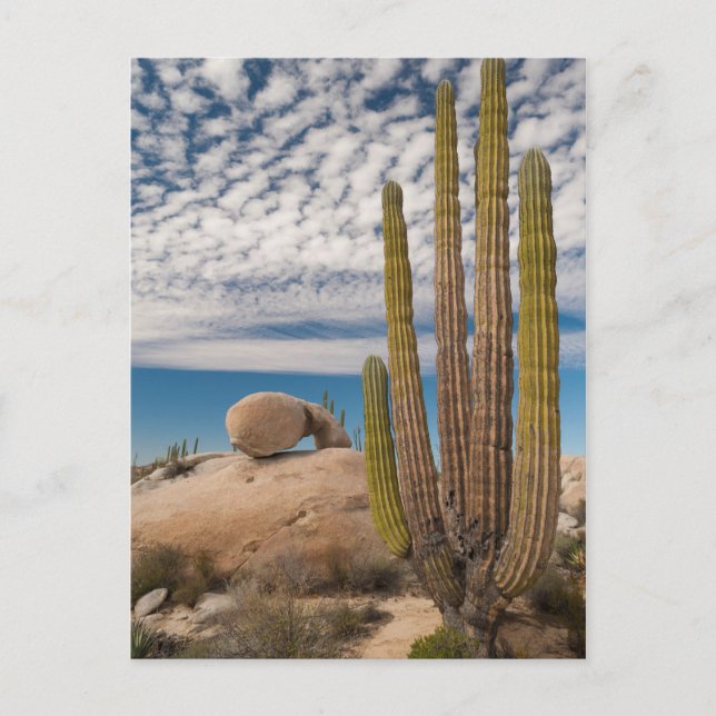Cactus In Desert Scenic Postcard (Front)