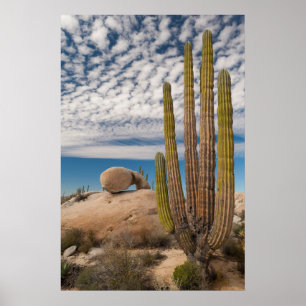 Cactus In Desert Scenic Poster