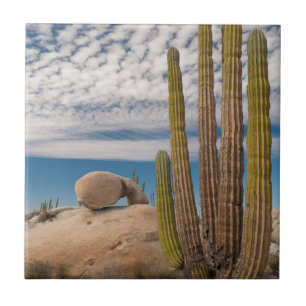 Cactus In Desert Scenic Tile