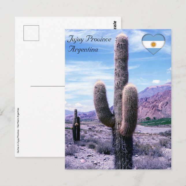 Cactus in Jujuy Province - Northern Argentina Postcard (Front/Back)