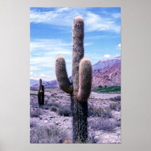 Cactus in Jujuy Province - Northern Argentina. Poster