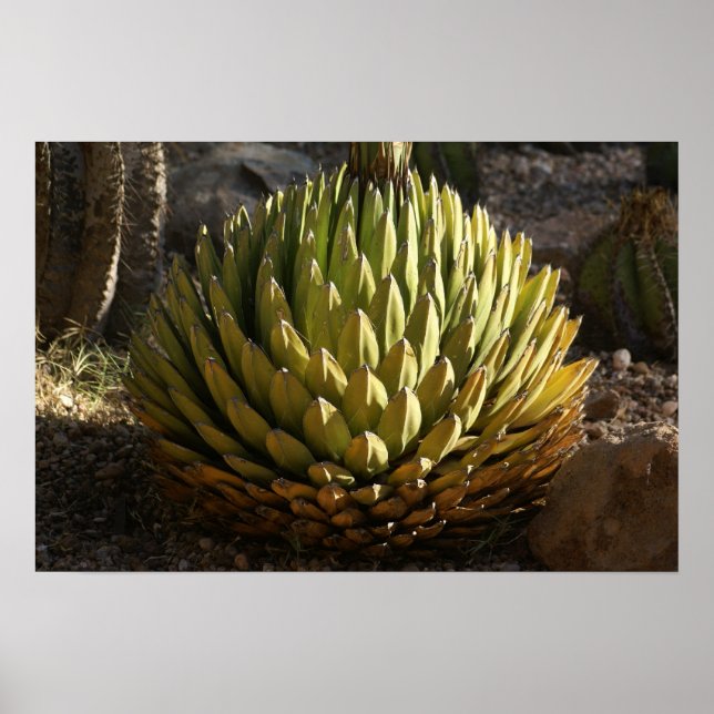 Cactus in Morning Light Poster (Front)