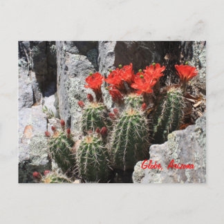 Cactus in the Rock Postcard