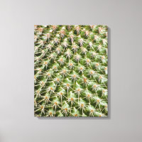 Cactus Macro Photography