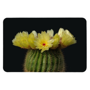 Cactus Magnet
