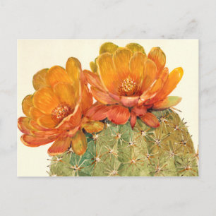 Cactus Orange Blossoms Postcard