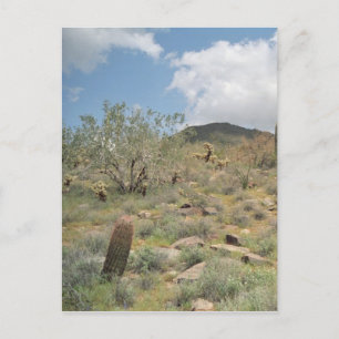 Cactus Pastoral Sonoran Arizona Photo Postcard