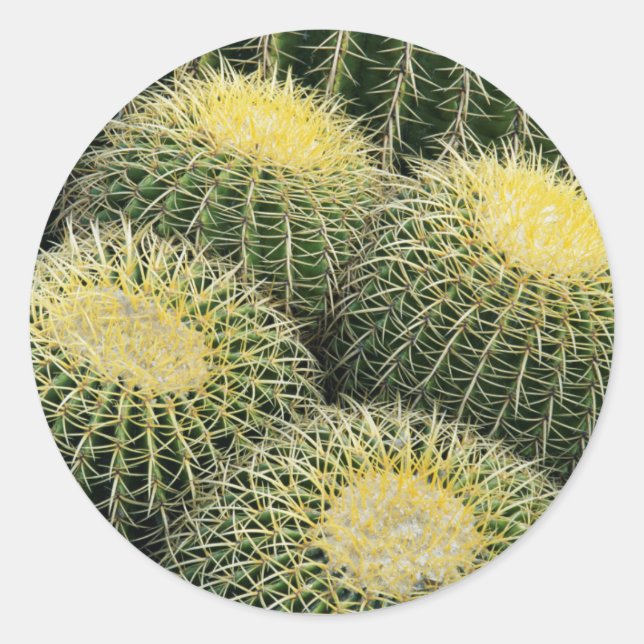 Cactus Pattern Classic Round Sticker (Front)