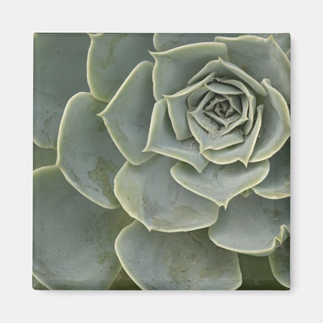 Cactus pattern magnet (Front)