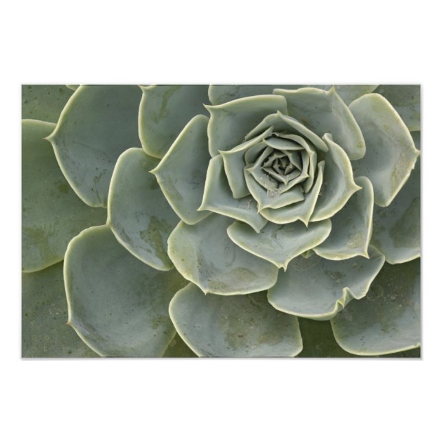 Cactus pattern photo print (Front)