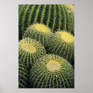 Cactus Pattern Poster