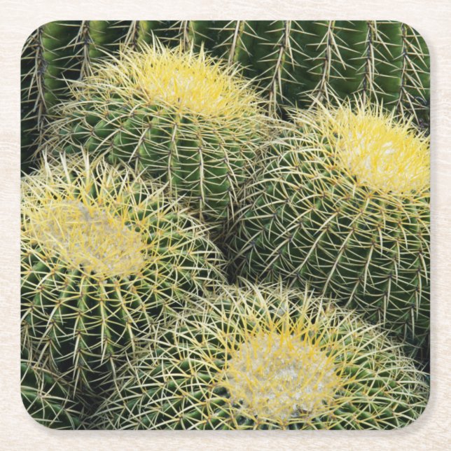 Cactus Pattern Square Paper Coaster (Front)
