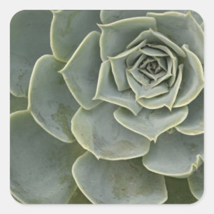 Cactus pattern square sticker