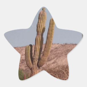 Cactus Photograph Sticker