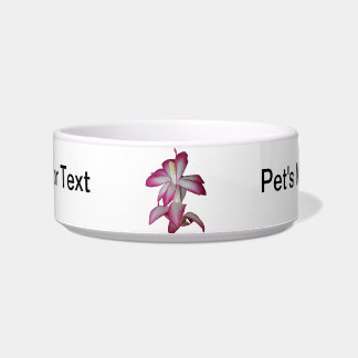 Cactus pink and white flower, succulent bloom bowl