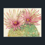 Cactus Pink Blossoms Postcard<br><div class="desc">Cactus Pink Blossoms  Artist: Tim OToole</div>