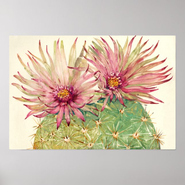 Cactus Pink Blossoms Poster (Front)