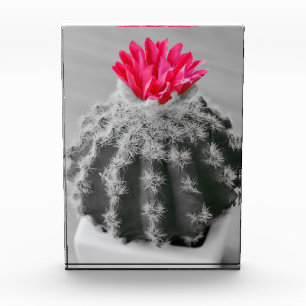 Cactus Plant Black White Photo With Pink Flower Block