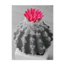 Cactus Plant  Black White Photo With Pink Flower