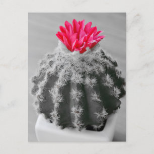 Cactus Plant  Black White Photo With Pink Flower Postcard