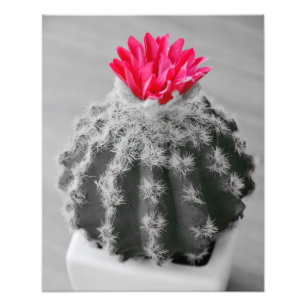 Cactus Plant Black White Photo With Pink Flower Print