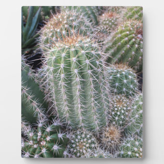 Cactus Plaque