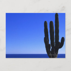 Cactus Postcard