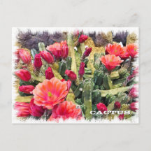 Cactus