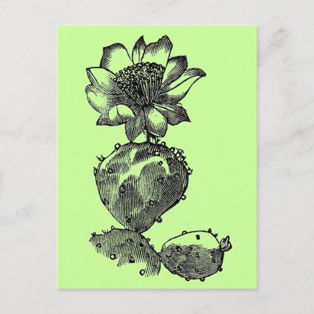 Cactus Postcard (Front)