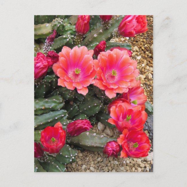 Cactus:Postcard Postcard (Front)