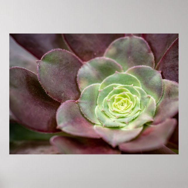 Cactus Print | A Desert Cactus Flower (Front)