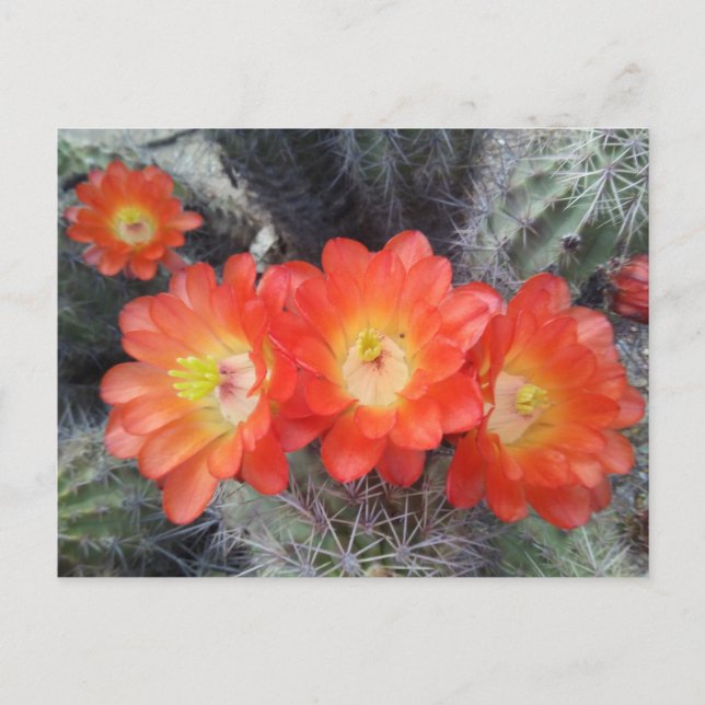 Cactus Quartet Postcard (Front)