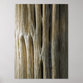 Cactus Skeleton Poster