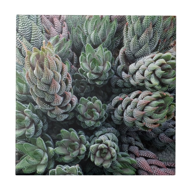 Cactus Small (4.25" x 4.25") Ceramic Photo Tile (Front)