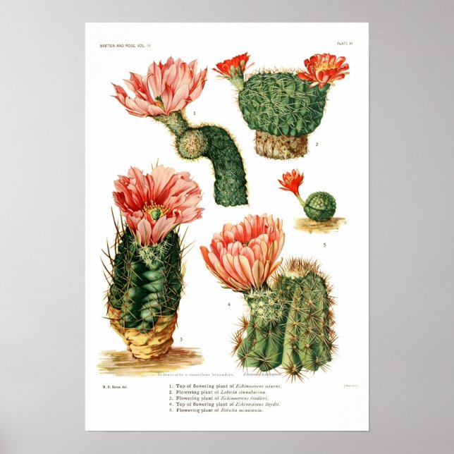 Cactus species poster (Front)