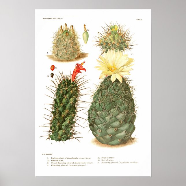 Cactus species poster (Front)