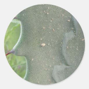 Cactus Spike Stickers