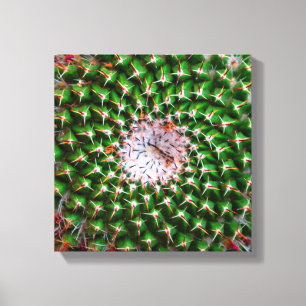 Cactus Spiral Canvas Print