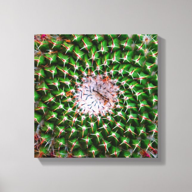 Cactus Spiral Canvas Print (Front)