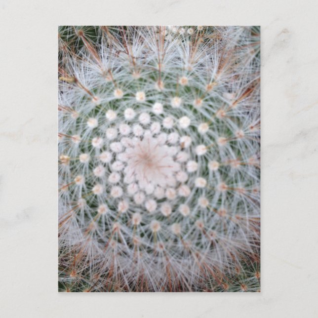 Cactus Spiral Postcard (Front)